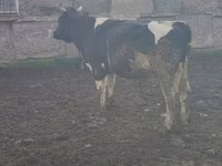 Bull, Swiss cattle — photo 1