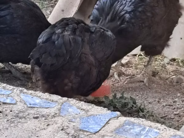 Chickens — Kyrgyzstan