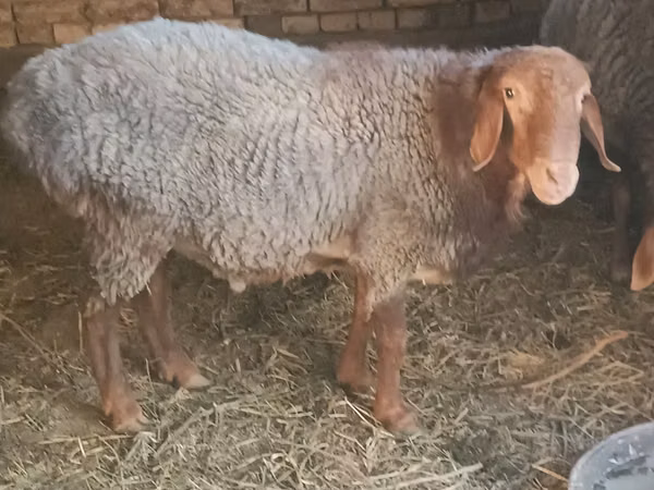Ram, Sheep — Uzbekistan