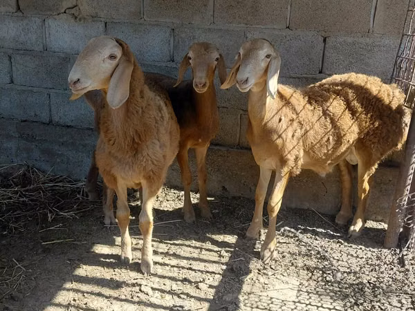 雄羊, Arashan sheep