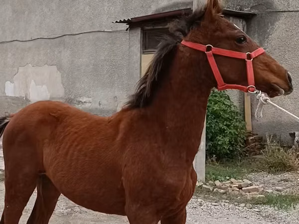 اسب نر, Budyonny horse