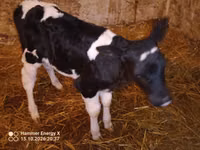 Cow, Russian Black pied cattle — photo 3