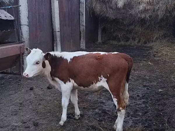 Bull, Swiss cattle — Kazakhstan