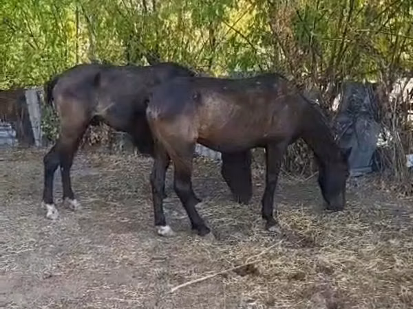 Ձի, Ձիեր — Ղազախստան