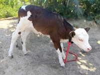 雌牛, Simmental cattle — 写真 5