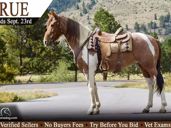 Mare, Tennessee Walking Horse — United States