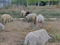 Ram, White Suffolk sheep — photo 3