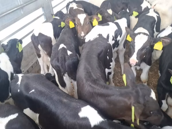 วัวตัวผู้, Russian Black pied cattle