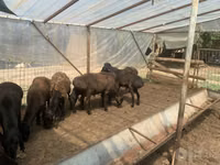 Ram, Sheep — photo 6