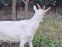 Goats (batch, sex not specified), Saanen goat — photo 7