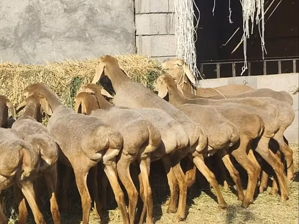 Sheep, Arashan sheep — Kyrgyzstan