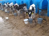 Banteng, Holstein breed — foto 2