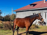 Kuda betina, Horses — foto 1