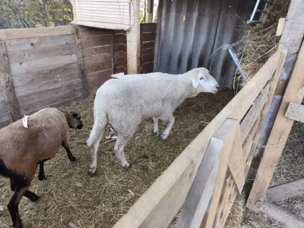 Ovan, Cameroon sheep