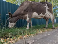 Cow, Simmental cattle — photo 4