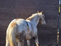 Kuda betina, Horses — foto 4