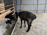 Kambing jantan, Sheep — foto 2