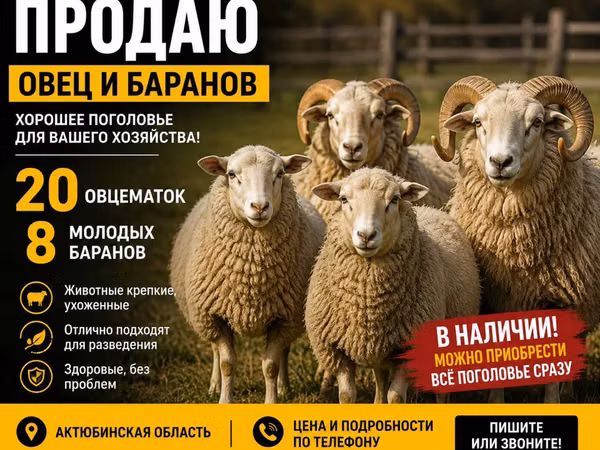 Ram, Sheep — Kazakhstan