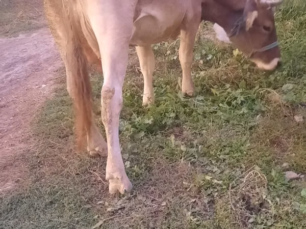 Cow, Alatau breed — Kazakhstan