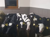 ثور, Russian Black pied cattle — الصورة 3