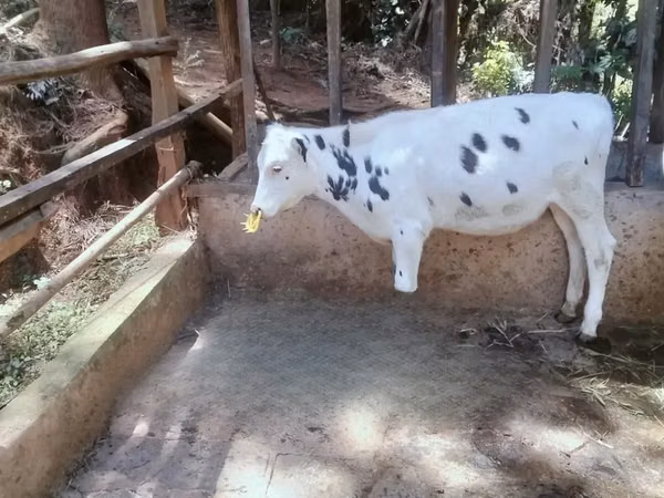 Ko, Holstein-race — Kenya