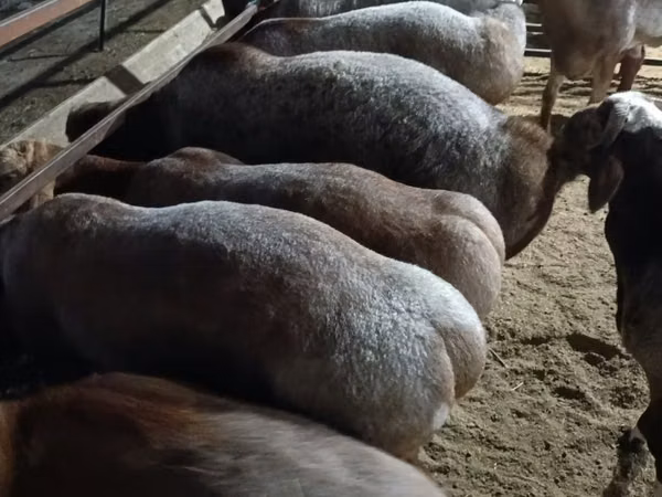 Ram, Schapen