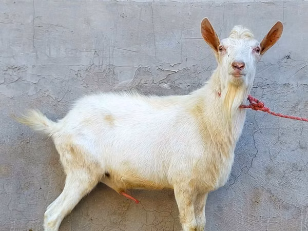 Billy Goat, Dutch Landrace goats