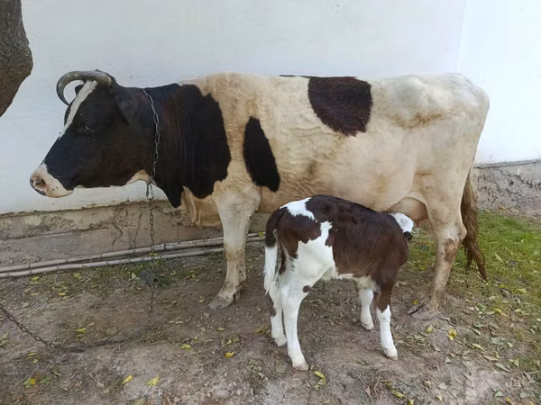 雌牛, Simmental cattle