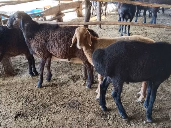 Ram, Sheep — Uzbekistan