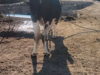 گاو ماده, Simmental cattle — عکس 5