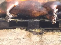 Vind carne de porc de casa crescut cu resturi de la gradinite — फ़ोटो 4