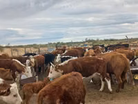 Sapi, Aberdeen-Angus — foto 5