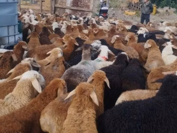 Ram, Sheep — Kazakhstan