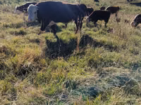 Toro, Mucca kazaka a testa bianca — foto 6