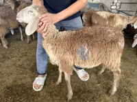 Ram, Hissar sheep — photo 3