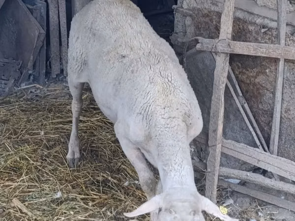 Vædder, Assaf sheep