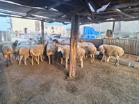 በግ, Sheep — ፎቶ 1