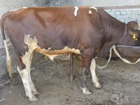 Bou, Bovine — foto 1