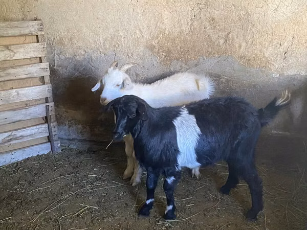 Billy Goat, Goats — Kyrgyzstan