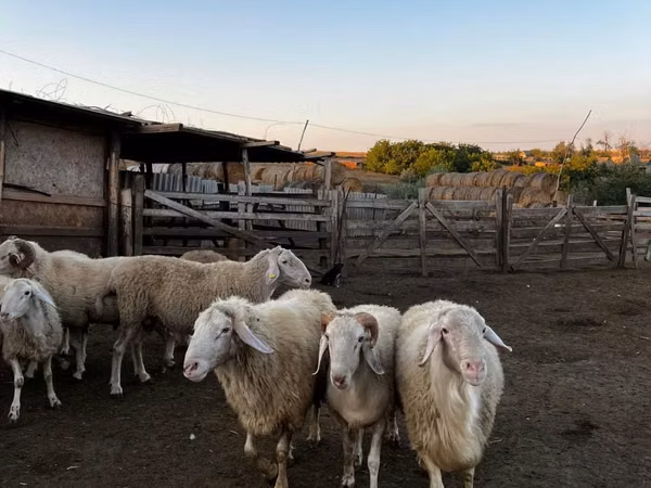 Ram, Sheep — Moldova