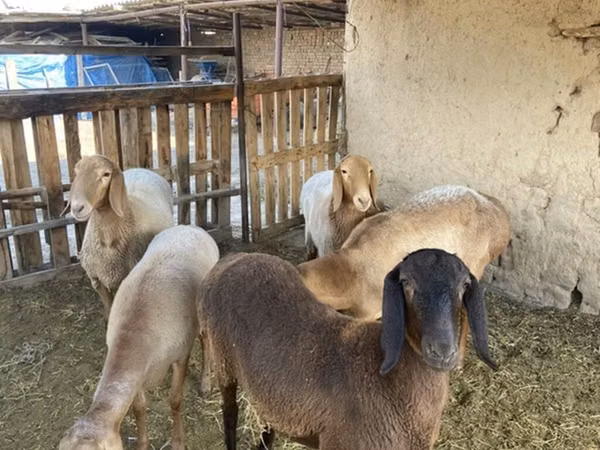 Խոյ, Arashan sheep