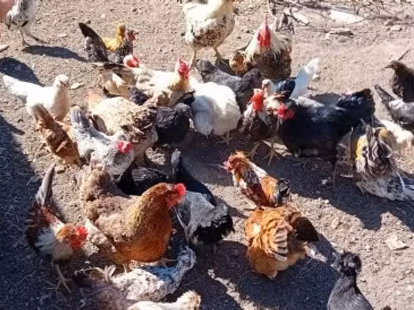 مرغ دانمارکی