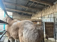 公羊, Sheep — 照片 5