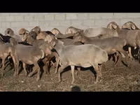 Sheep, Arashan sheep — photo 2