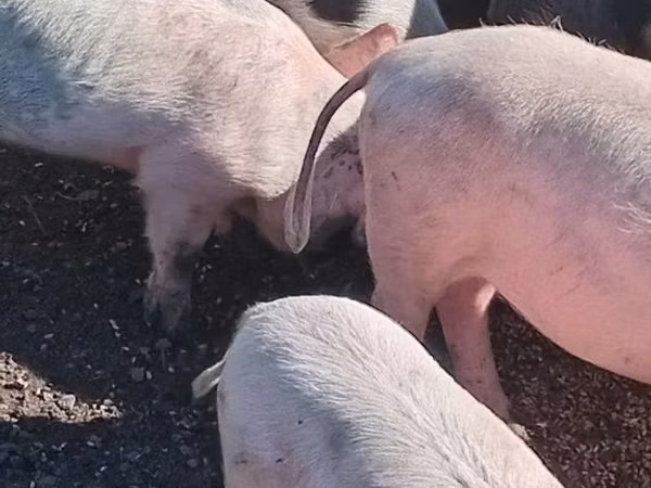 Pigs (batch, sex not specified), Pigs — Kazakhstan