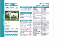 公牛, Cattle — 照片 4