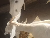 Goat, Goats — photo 2
