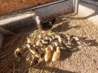 Ducks — photo 1