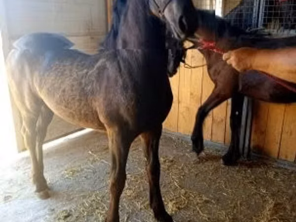 Horse (M), Friesian — Hungary