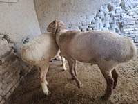 Ram, Sheep — photo 3
